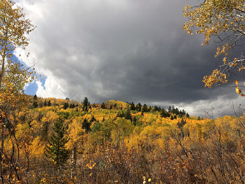 Fall colors in Jackson Hole