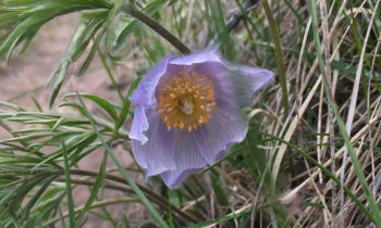 Pasque flower in the Tetons