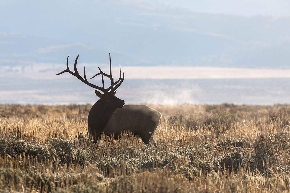 Bull Elk in Jackson Hole