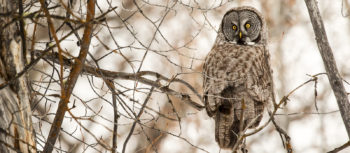 Great Gray Owl in Jackson Hole, Wyoming