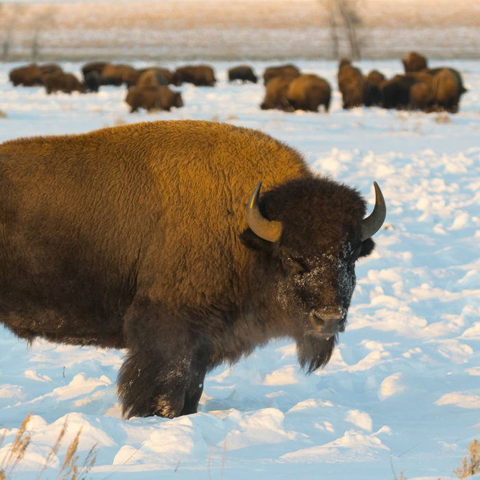 Staring Bison from Jackson Hole Winter Wildlife Tour - Hole Hiking Experience