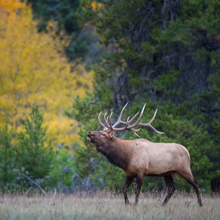 Elk Bugling on Fall Grand Teton Wildlife Tour - Hole Hiking Experience
