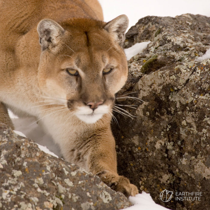 Cougar at the Earthfire Institute - Hole Hiking Experience 