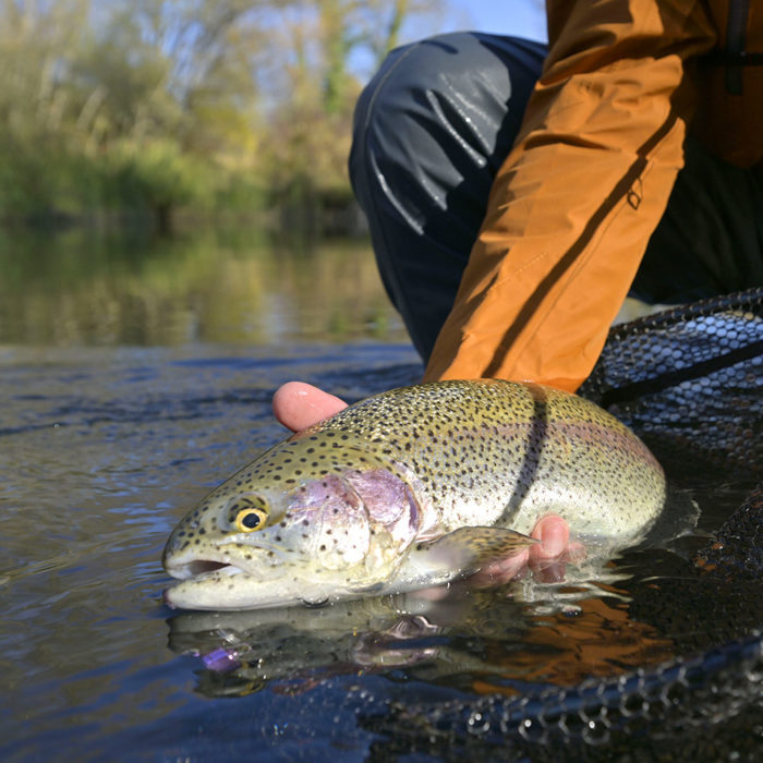 Cutthroat Trout in Hand on the Snake River in Jackson Hole - Hole Hiking Experience