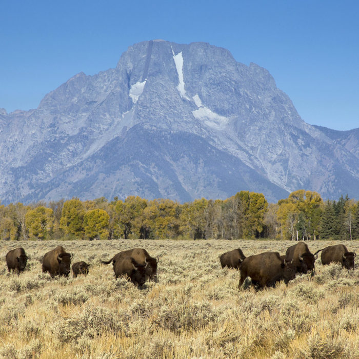 Bison Herd in Front of Mount Moran on Grand Teton Sunrise Wildlife Tour - Hole Hiking Experience