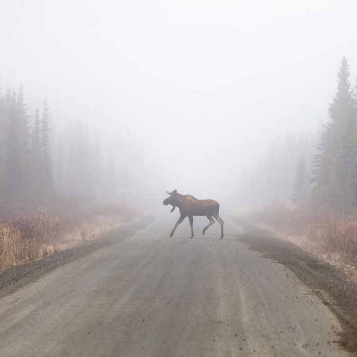 Moose Crossing Road on Grand Teton Sunrise Wildlife Driving Tour - Hoie Hiking Experience