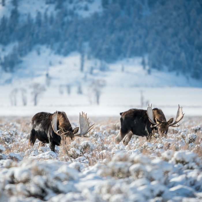 Pair of Moose from Winter Wildlife Tour in Grand Teton National Park - Hole Hiking Experience 