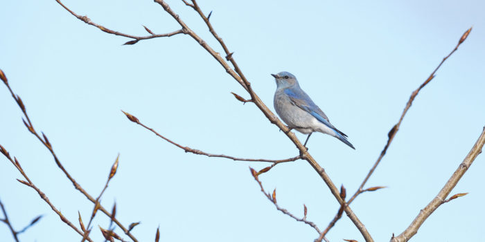 Bluebirds return to Jackson Hole
