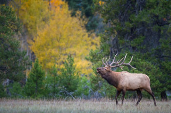 Autumn elk bugle in jackson Hole