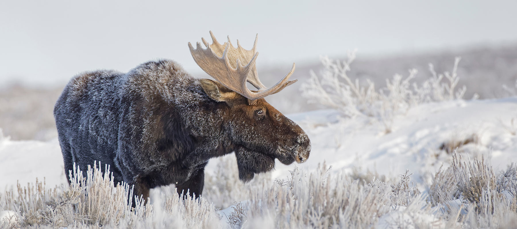 Moose with Frost on Fur During Grand Teton Winter Wildlife Tour - Hole Hiking Experience