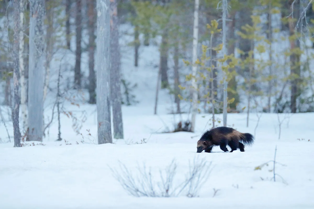 North American wolverine receives federal protection as a threatened species under the Endangered Species Act